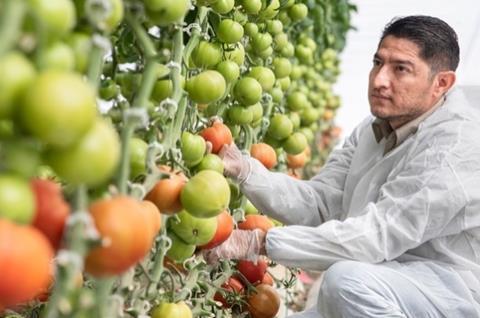 Enza Zaden now has a complete range of tomatoes with high resistance to ToBRFV