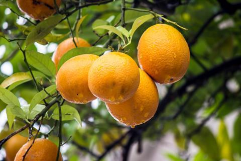 Oranges in rain Adobe