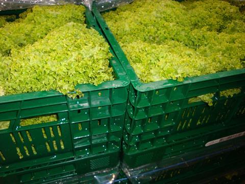 Deutschland_Salat_Pfalz_2009 (5)