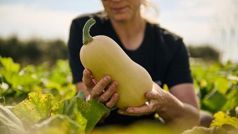 Barfoots_Butternut_8