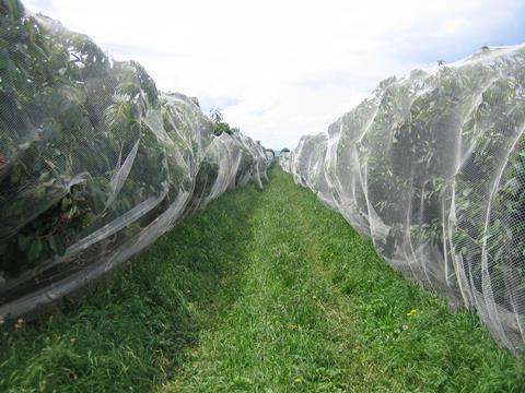 Cherry Protective Netting