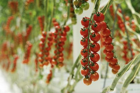 Rijk Zwaan Hateno RZ tomatoes