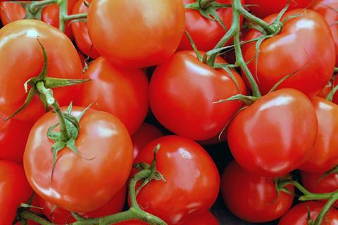 GEN tomato tomatoes