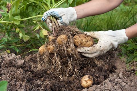Industry non-profit GB potatoes highlighted the need to secure water supplies for growers