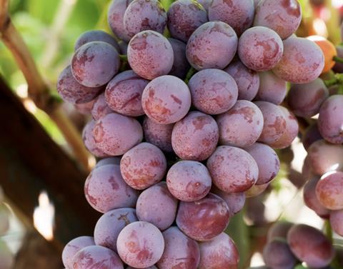 Candy Hearts table grapes