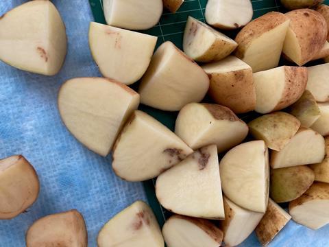 Cut potatoes showing the effects of potato mop top virus