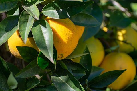 Navel oranges