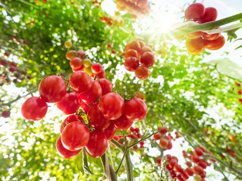 Tomaten Gewächshaus-singkham_AdobeStock