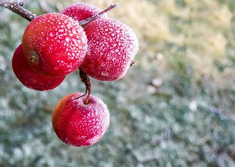 Apples covered in frost Adobe stock