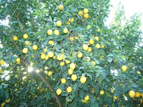 Argentinien_cosechando limones_Zitronen_Betina Ernst (1)