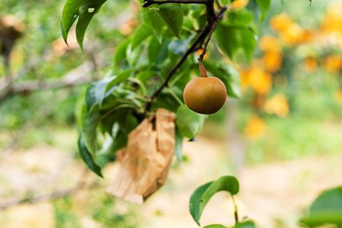 Chinese pear on tree