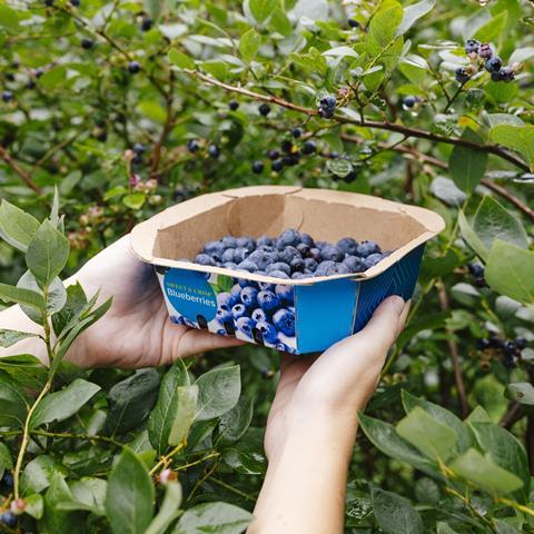 Produce Packaging's EvoGrow range, in partnership with Smurfit Westrock, follows on its previous EverGrow offer