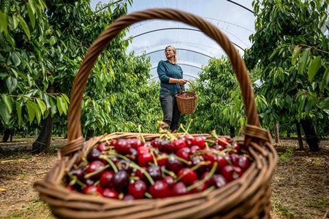 Driscoll's UK cherry season gets off to sweet start