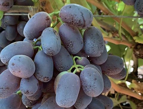 Grapes Lebanon