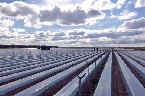 Huelva/Cuna de Platero: Erdbeeren bald auch aus Ávila