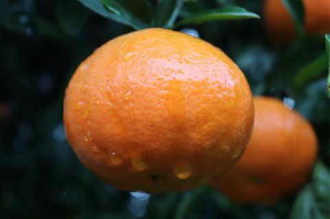 Plus Berries Spain mandarins