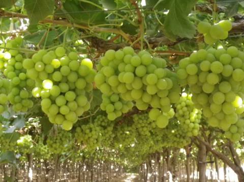 Egyptian grapes