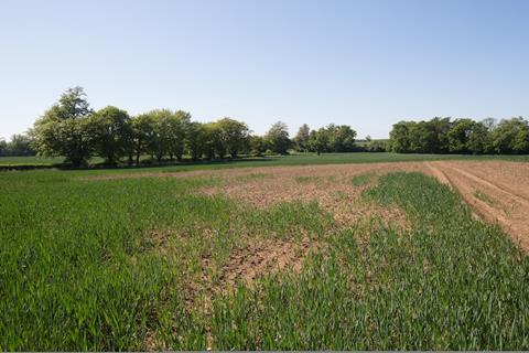 A slug-damaged field