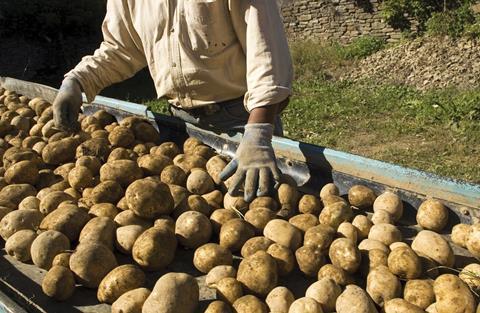 Frankreich: Kartoffelbranche profitiert von Corona-Krise