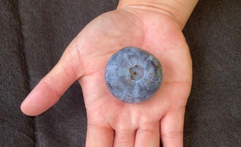 Heaviest Blueberry on Hand Photo copy