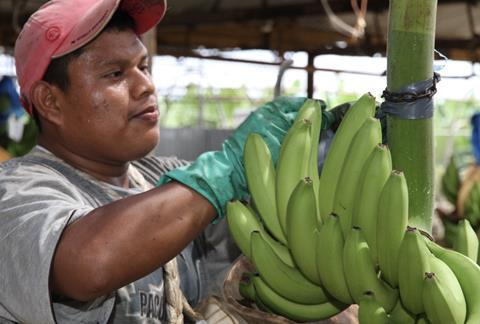 Chiquita Panama