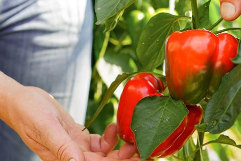 Die Pflege von Paprika bei bioLesker erfordert Fingerspitzengefühl (lizenzfrei)