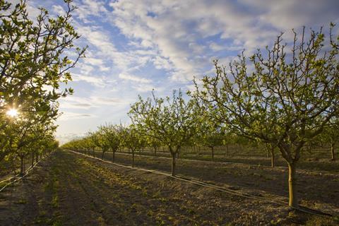 Pistachio orchard