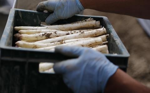 asparagus-489692_1920(1)
