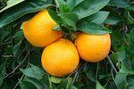 Italien_Citrus_A._Schweinsberg_05.jpg