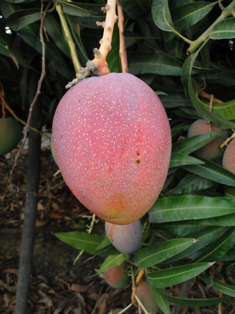Empafrut_Mangos_Sorte_Haden__10_.JPG