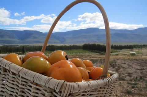 Sharon fruit South Africa