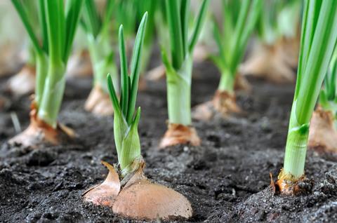 Onion bulbs planted Adobe Stock