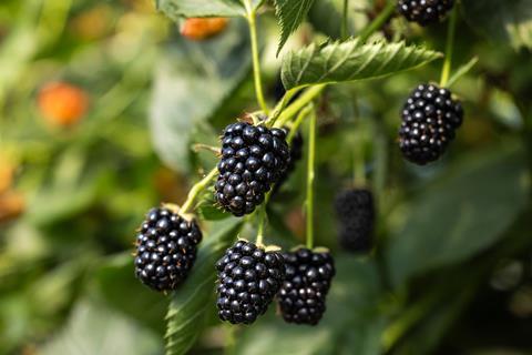 Brombeeren