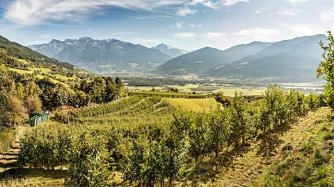 apfel_plantage_vinschgau_2021_vip