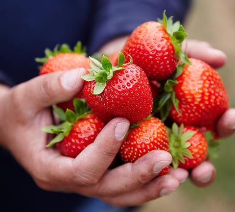 British strawberry volumes are up 50 per cent on the same period last year