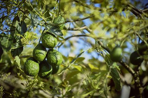 Avocados - jaime_AdobeStock