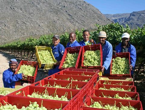 Südafrika: Starker Rand schwierig für Traubenproduzenten