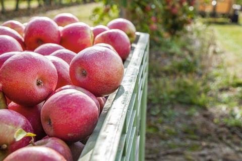 FR Pink Lady apples