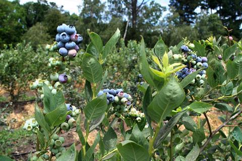 Foto: Chilean Fresh Fruit Association
