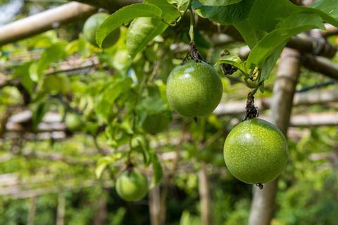 Grüne Passionsfrüchte an der Pflanze