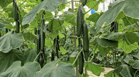 Fitó courgettes