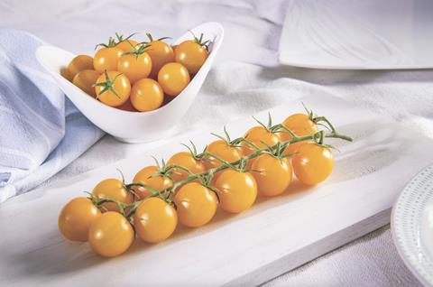 Gautier Seeds Starlor tomatoes