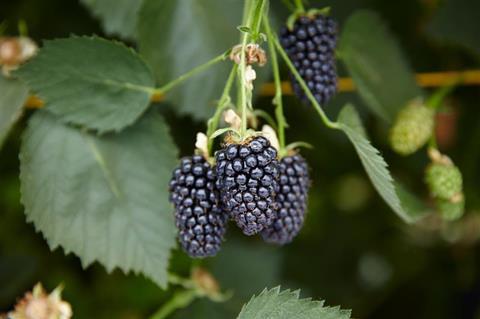 Aldi is investing in sweeter British blackberries