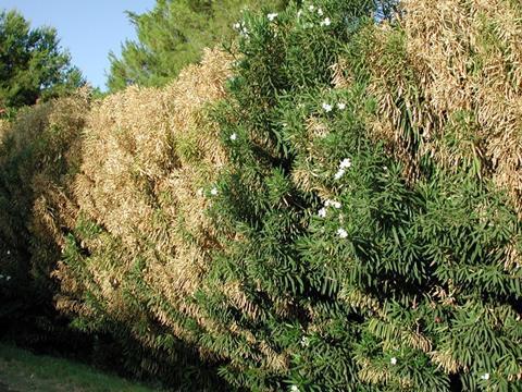 Xylella fastidiosa jetzt auch auf dem spanischen Festland