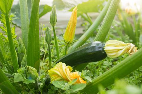 Zucchini - AdobeStock