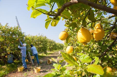 In dieser Saison werden 348.000 t Citrusfrüchte aus Chile exportiert. Dies geht aus einer aktuellen Schätzung von ASOEX, dem chilenischen Verband der Fruchtexporteure, hervor.