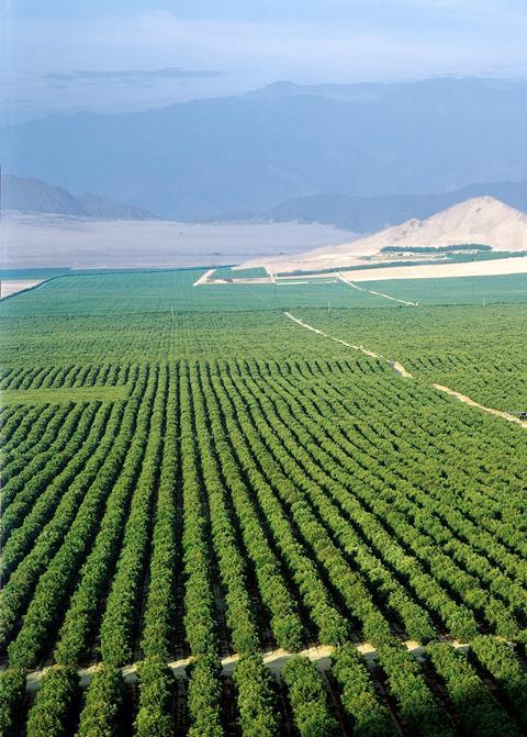 Avocado-Plantage_Peru_01.jpg