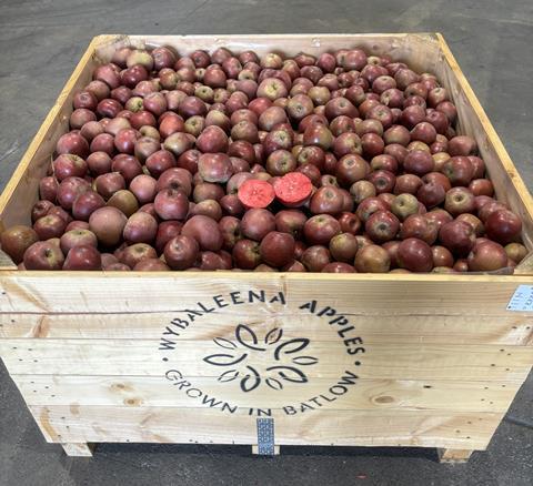 The first crop of Australian Red Moon apples was grown in Batlow, New South Wales