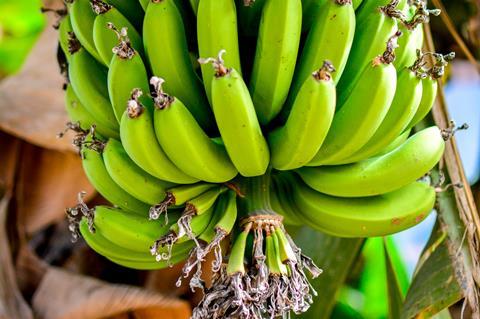 Bananenstaude