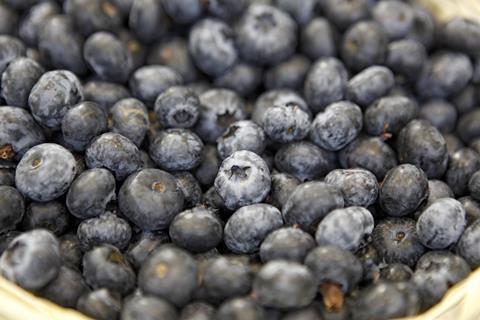 Blaubeeren_FL_2012__4__01.jpg